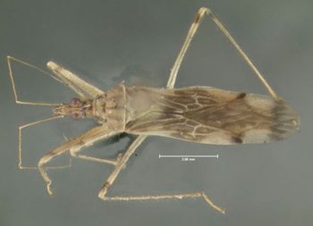 Media type: image;   Entomology 619183 Aspect: habitus dorsal view